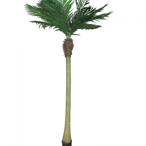 Areca Palme Maui W/Topf 240x70x30cm Areca Palme Maui W/Topf 240x70x30cm