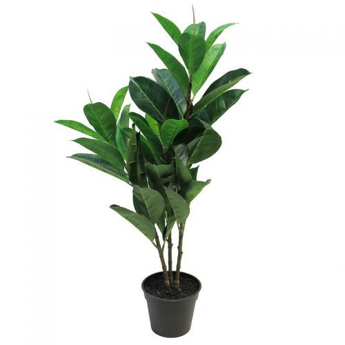 Ficus Elastica 70cm lt. grün