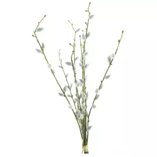 Salix Chartreux Bündel 54cm