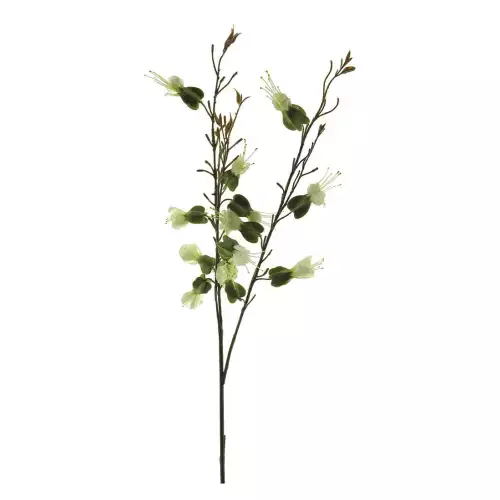 Dicentra Sprühcreme 81cm