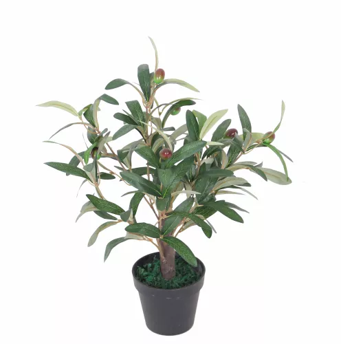 Olive Tree 45cm