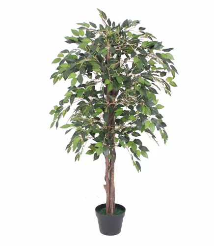 Mini Ficus 120cm