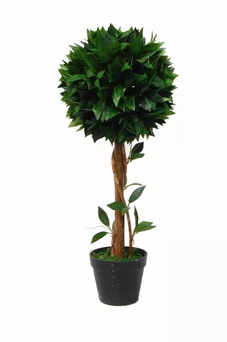 Bay Tree 70cm