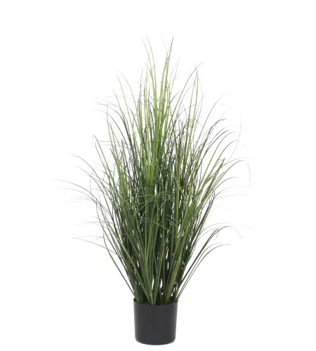 Onion Grass 80cm