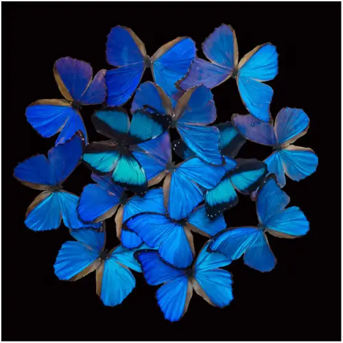 By Kohler Blauer Schmetterling Explosion 120x120x2cm (114870)